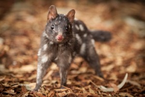 Eastern-Quoll