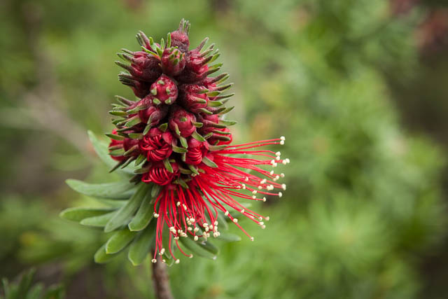Grevillea flower, Freycinet National Park