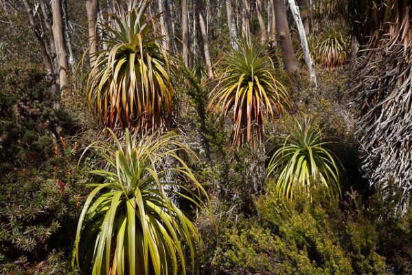 Pandani Grove, Lake Dobson, Mt Field National Park, Tasmania