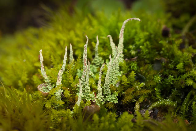 Lichen stems at Mt Field National park Tasmania
