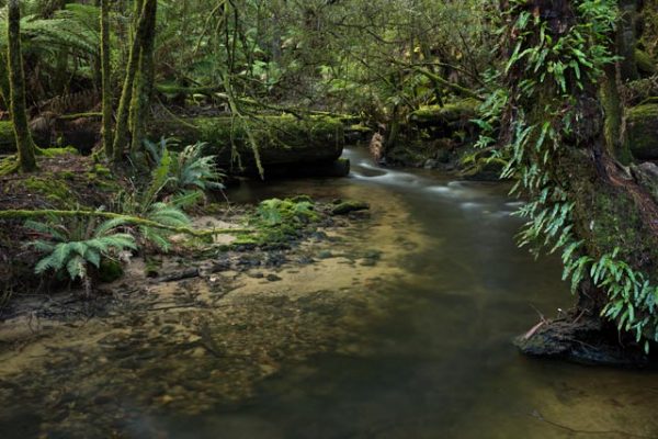 Mt Field - Rainforest stream