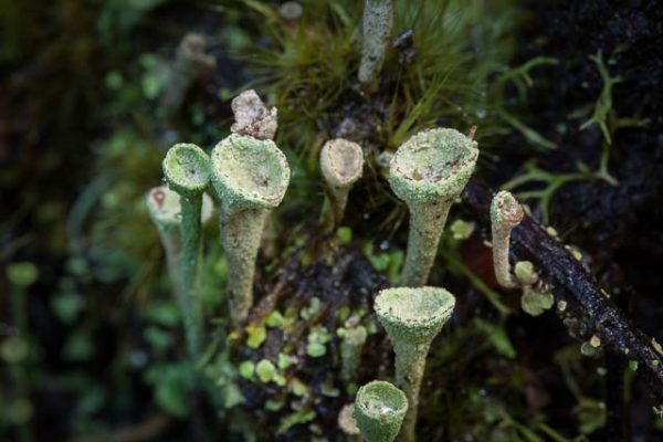 Trumpet Lichen, Tasmania