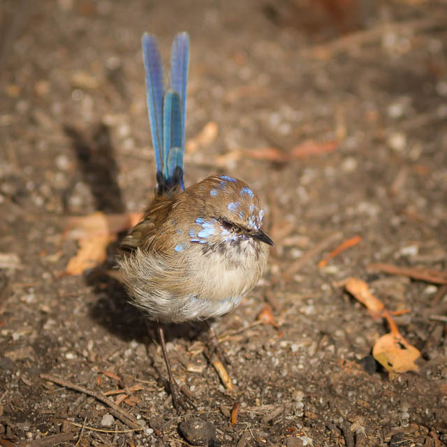 Male Superb Fairy-wren with 'eclipse' plumage in autumn
