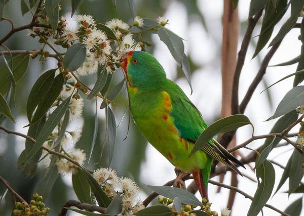 Swift Parrot foraging in the canopy of eucalyptus tree - Tasmania