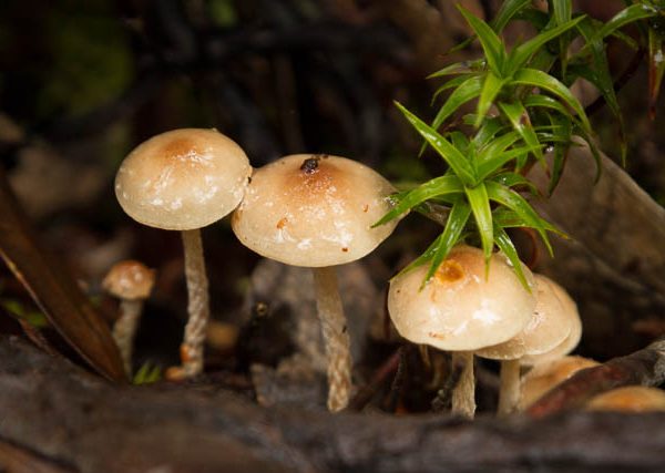 Fungi in the alpine area of Mt Field National Park in autumn, Hobart, Tasmania