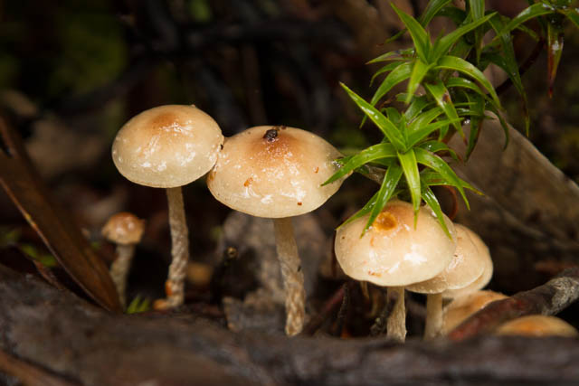 Fungi in the alpine area of Mt Field National Park in autumn, Hobart, Tasmania