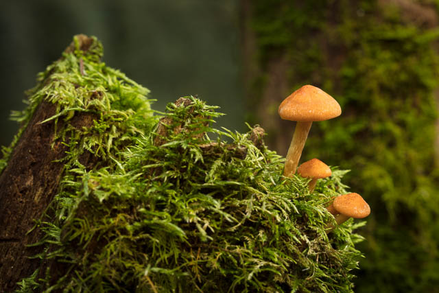 Fungi photography on Mt Wellington with Shutterbug Walkabouts