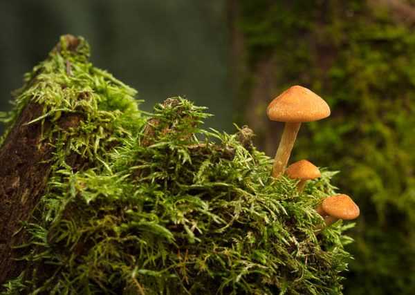 Fungi in the rainforest of Mt Wellington in autumn, Hobart, Tasmania