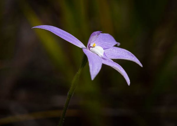 Orchid - flower photography tuition-focused experience with Shutterbug Walkabouts, Tasmania