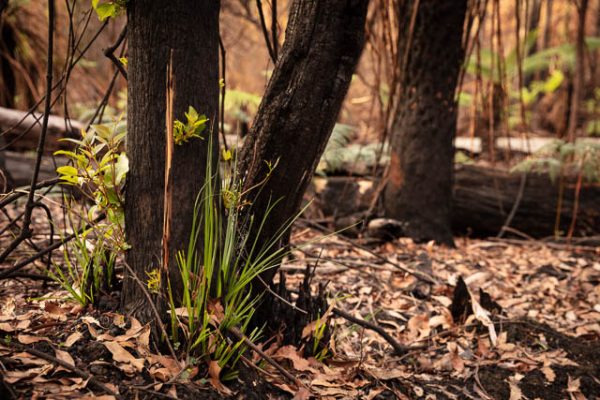Regrowth of the forest after bushfires in the Huon Valley, Tasmania