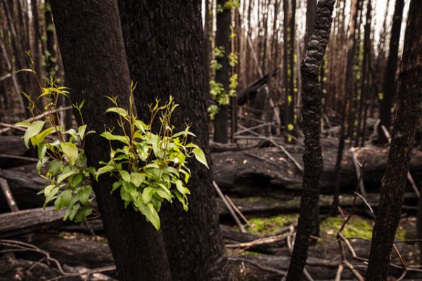 Regrowth of the forest after bushfires in the Huon Valley, Tasmania