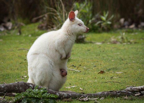 White Wallaby with joey in pouch - in natural habitat on Bruny Island, Tasmania