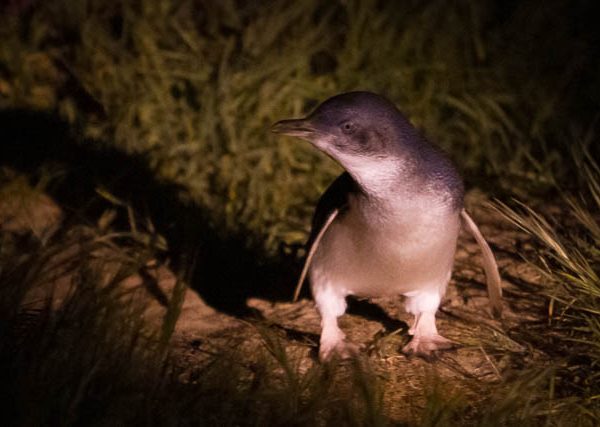 Little Penguin in natural habitat, Tasmania