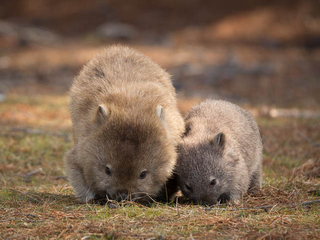 Mum and baby wombat - Maria Island, Tasmania