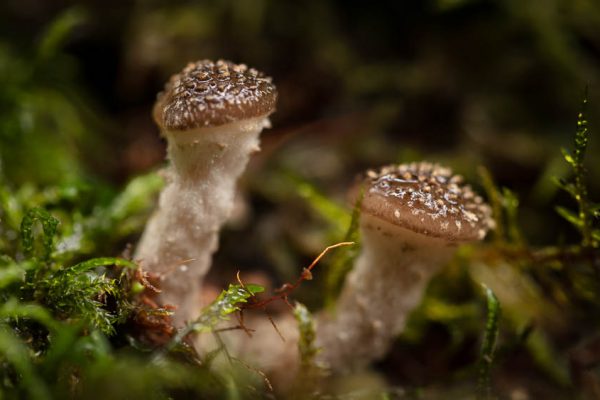 fungi on the forest floor of Tasmania's rainforest