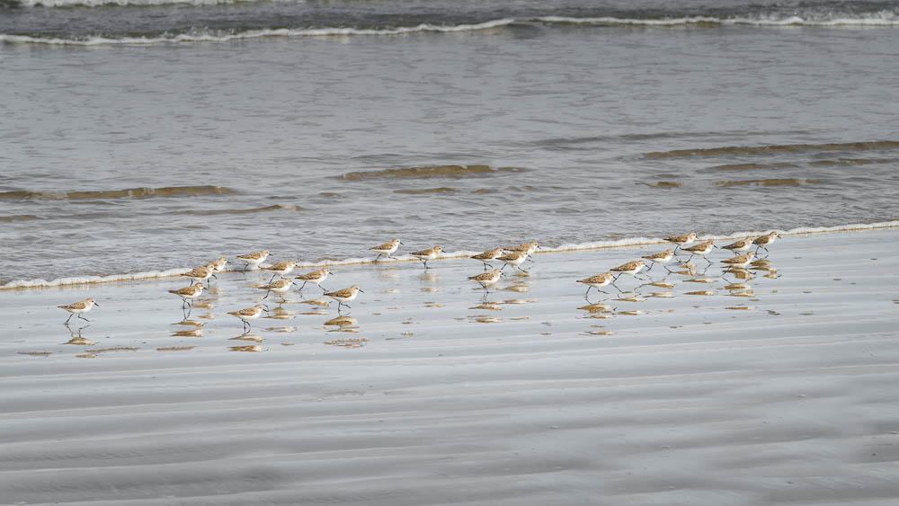 a flock of sanderlings on the shoreline on freycinet peninsula