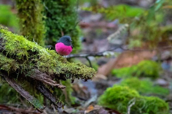 pink-robin-mt-field-national-park-cv-7016