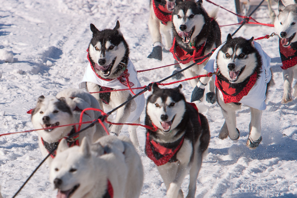 Iditarod sled dogs