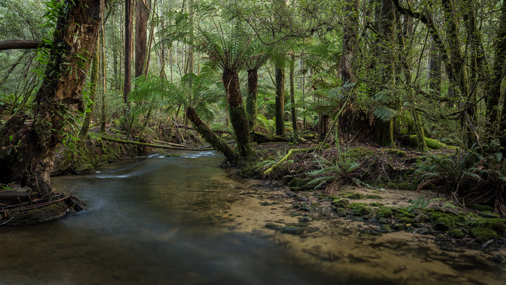 Lush rainforest stream - Mt Field National Park, Tasmania