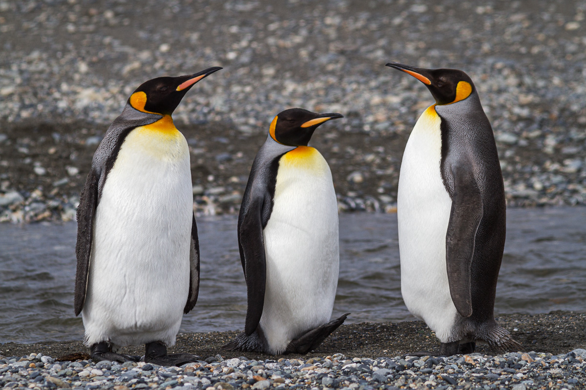 King Penguins - Useless Bay, Patagonia, Chile