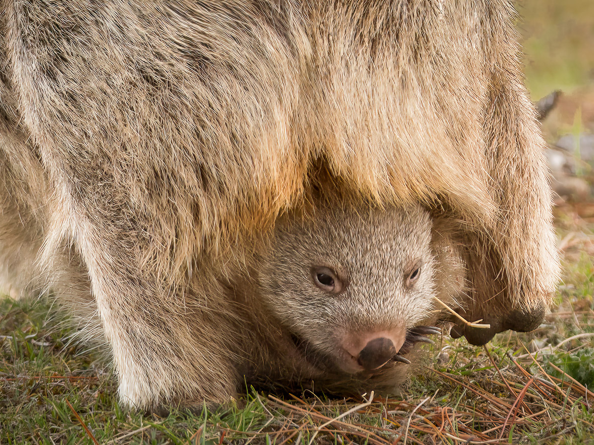 A joey wombat emerges from mum's backward facing pouch
