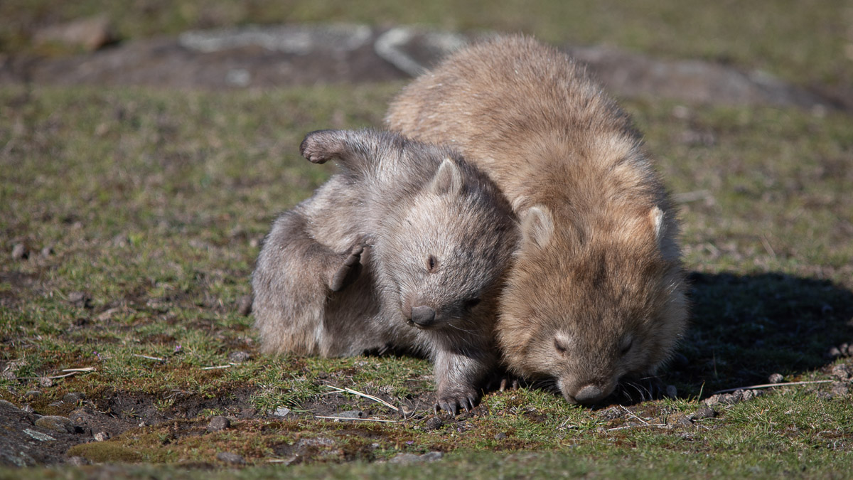 Bare-nosed Wombat (Vombatus ursinus)