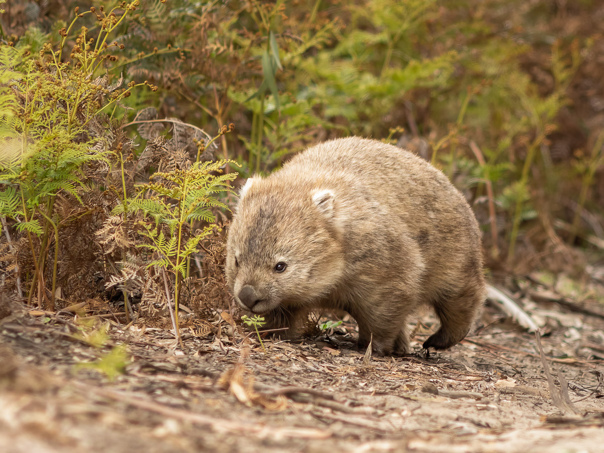 Bare-nosed Wombat (Vombatus ursinus)