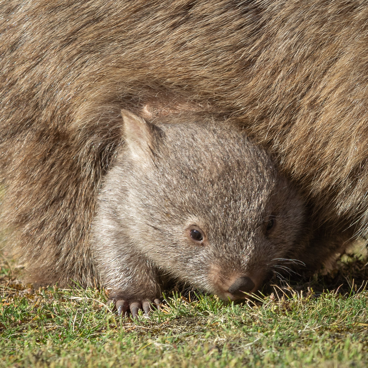 Bare-nosed Wombat joey
