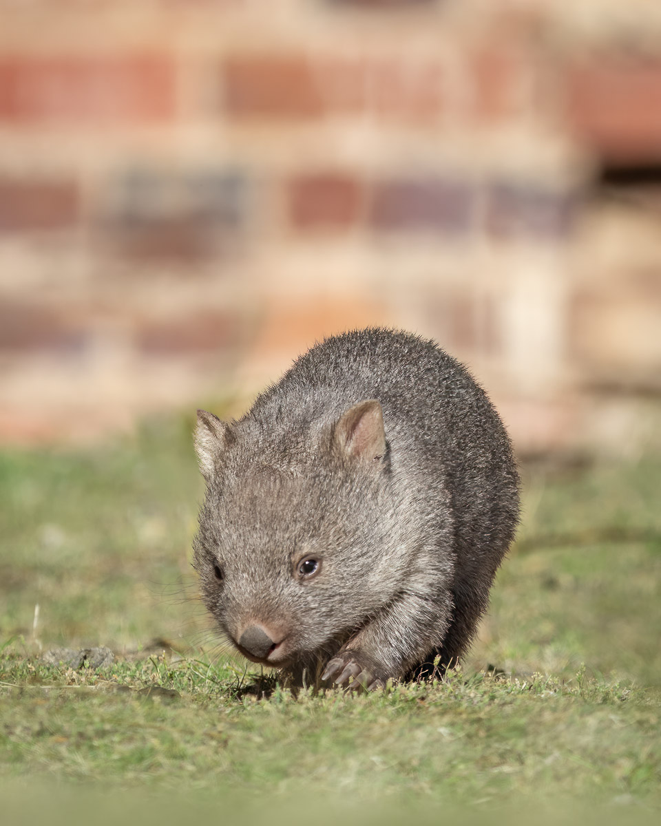 Bare-nosed Wombat joey
