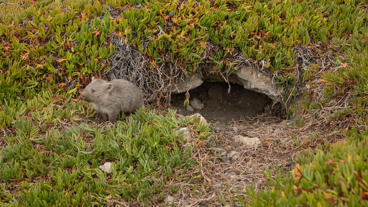 Bare-nosed Wombat (juvenile)