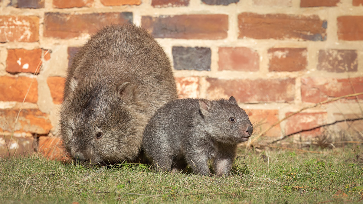 Bare-nosed Wombat mum and joey(Vombatus ursinus)