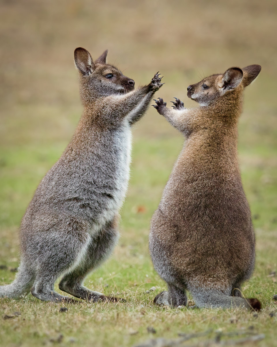 Bennetts Wallaby (Red-necked Wallaby) - Maria Island, Tasmania