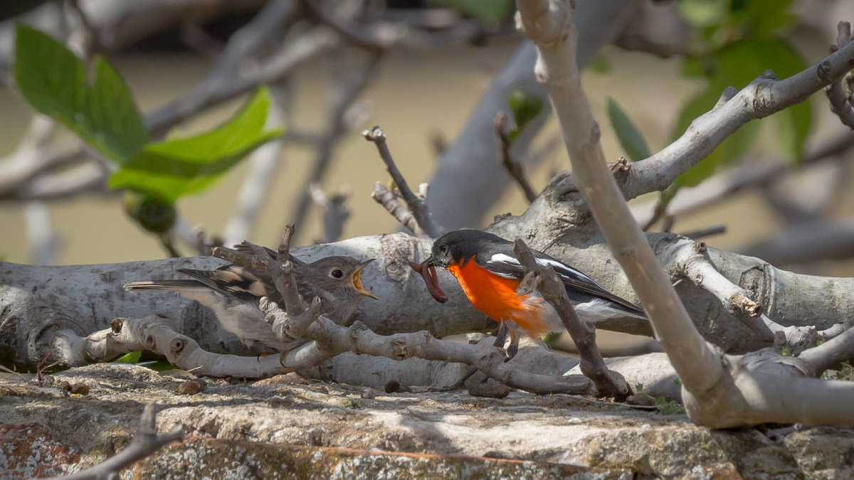 Flame Robin (male) with chick (feeding)