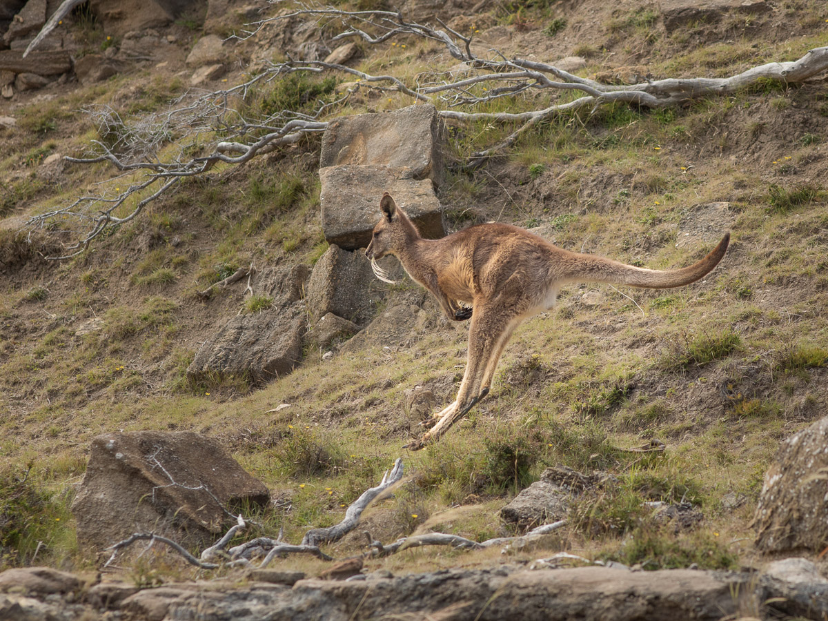 Forester Kangaroo (Macropus giganteus tasmaniensis)