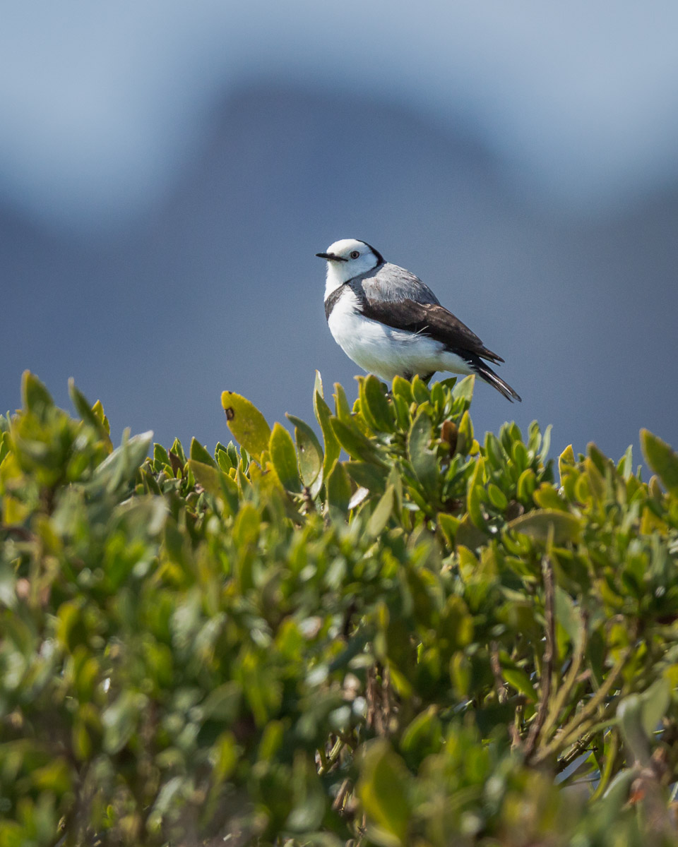 White-fronted chat (Epthianura albifrons)