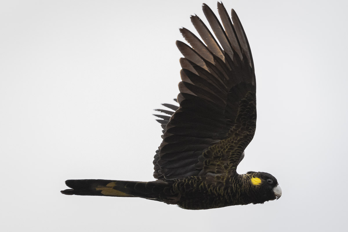 Yellow-tailed Black-Cockatoo (Zanda funerea - previously classified as Calyptorhynchus funereus)