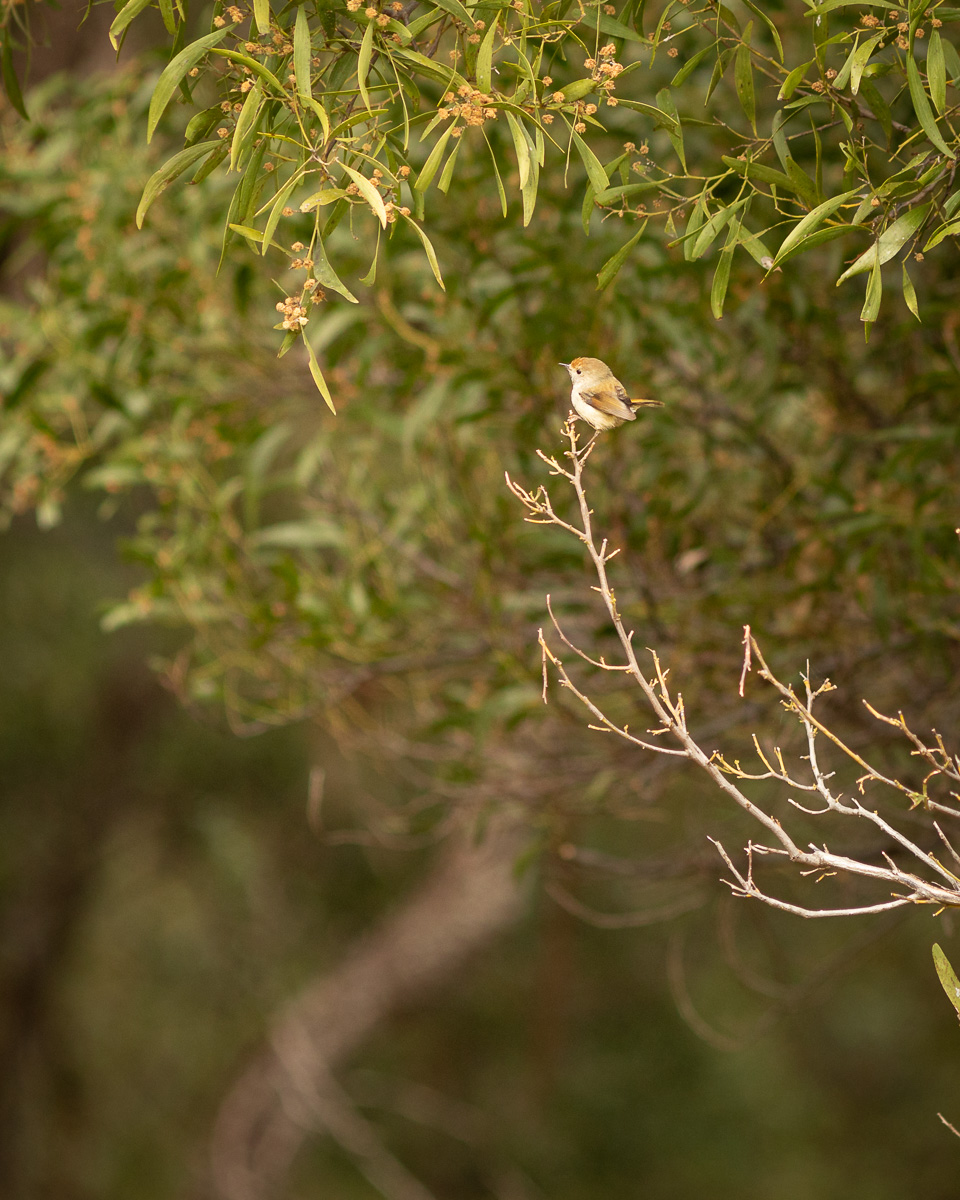 Brown Thornbill (Acanthiza pusilla)