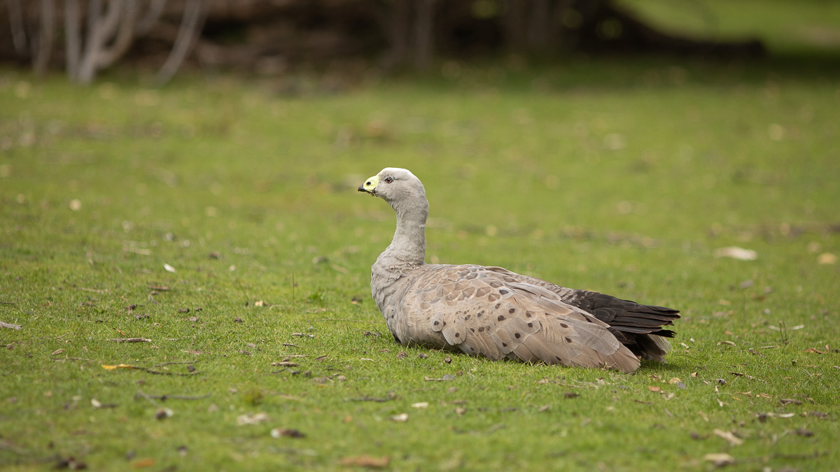 Cape Barren Goose (Cereopsis novaehollandiae)