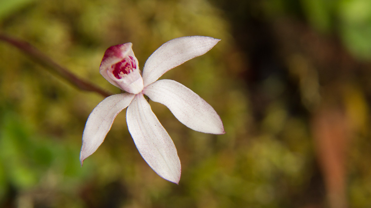 Alpine Finger Orchid,