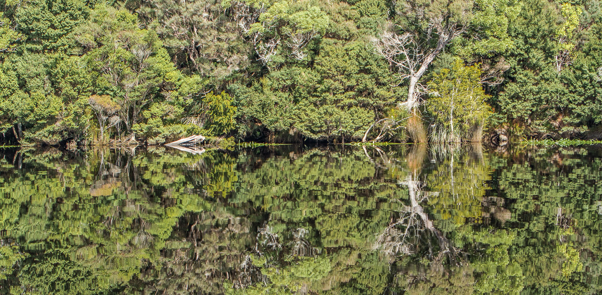 Pieman River reflections - takayna/Tarkine - Northwest Tasmania
