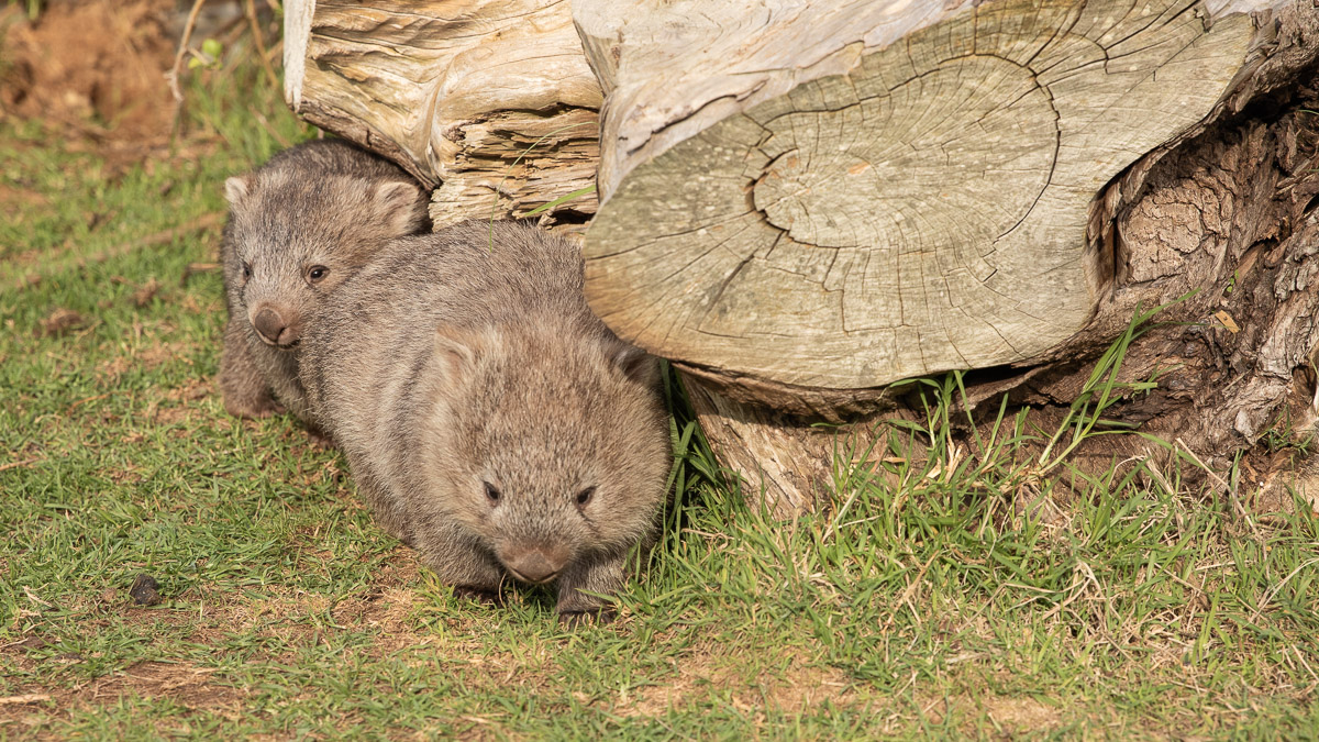 Bare-nosed Wombat joeys (Vombatus ursinus) - orphans