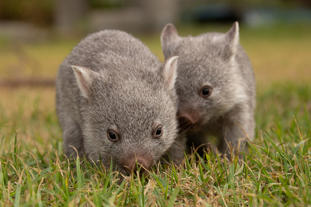 Bare-nosed Wombat (orphans)
